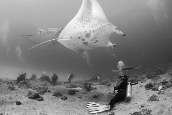 Photograph Umeed Mistry Manta Ray Magic on One Eyeland