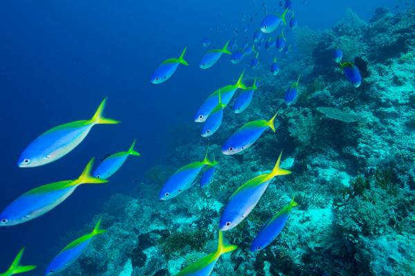Photograph Hartono Hosea Schooling Fish on One Eyeland
