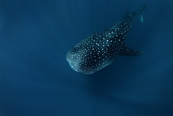 Photograph Andrey Narchuk Spirit Of The Deep on One Eyeland