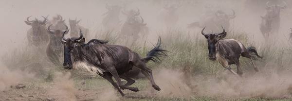 Photograph Arun Mohanraj Panic on One Eyeland