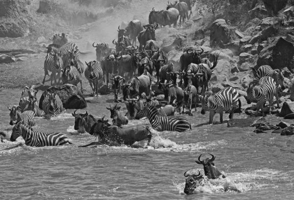 Photograph Arun Mohanraj Wildebeests Migration on One Eyeland