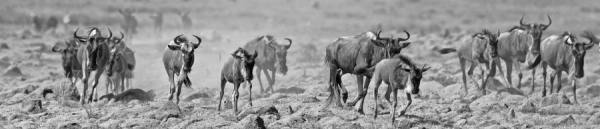 Photograph Arun Mohanraj Wildebeests Migration on One Eyeland