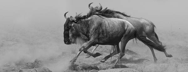 Photograph Arun Mohanraj Wildebeests Migration on One Eyeland