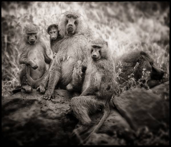 Photograph Bev Pettit Baboon Family Portrait on One Eyeland