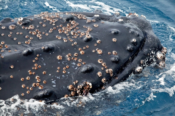 Photograph Michael Poliza Barnacles on One Eyeland
