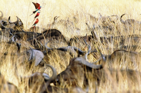 Photograph Michael Poliza Carmine Bee Eaters on One Eyeland