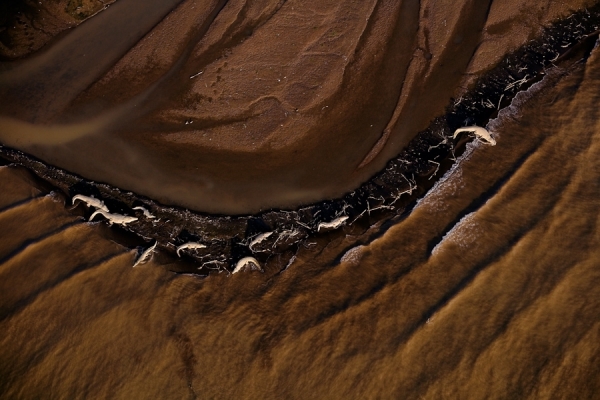 Photograph Michael Poliza Crocodiles On Lake Chamo on One Eyeland