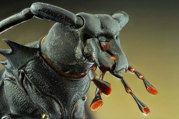 Photograph Shikhei Goh Dark Warrior on One Eyeland