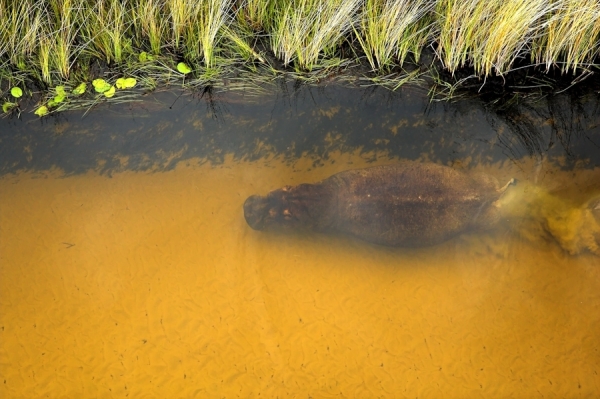 Photograph Michael Poliza Diving Hippo on One Eyeland