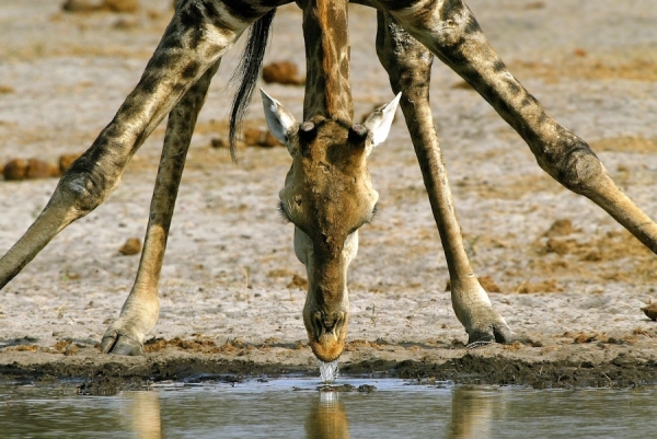 Photograph Michael Poliza Drinking Giraffe on One Eyeland