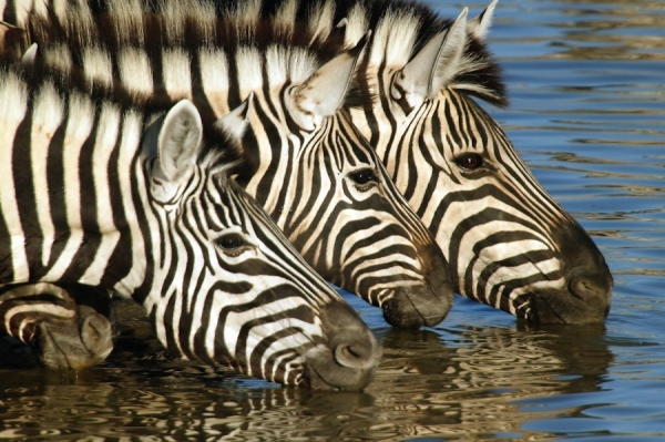 Photograph Michael Poliza Drinking Zebras on One Eyeland
