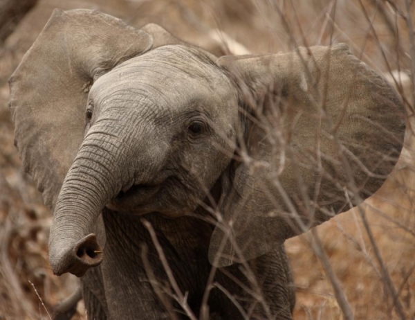 Photograph Walter Jubber Elephant Calf Sniffing The Air on One Eyeland