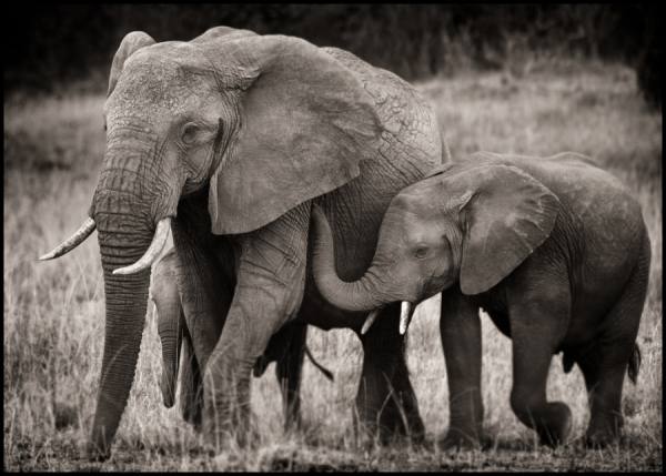 Photograph Bev Pettit Elephant Family Portrait on One Eyeland