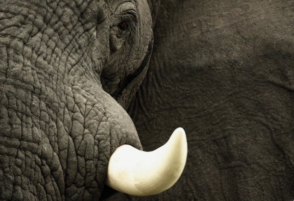Photograph Michael Poliza Elephant Portrait on One Eyeland
