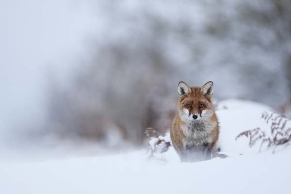 Photograph Walter Barthelemi Encounter With A Fox on One Eyeland