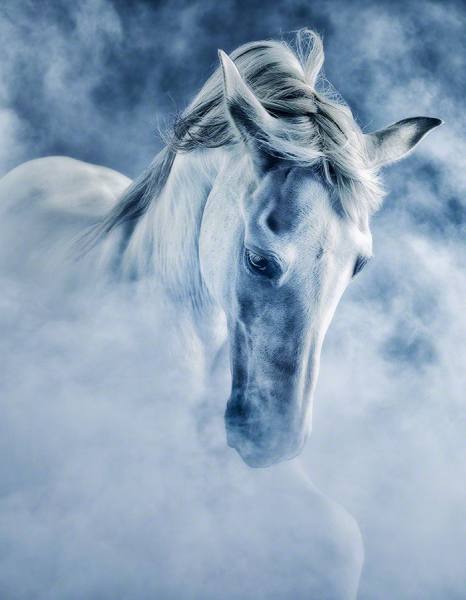 Photograph Lennette Newell Equine Study 105 on One Eyeland