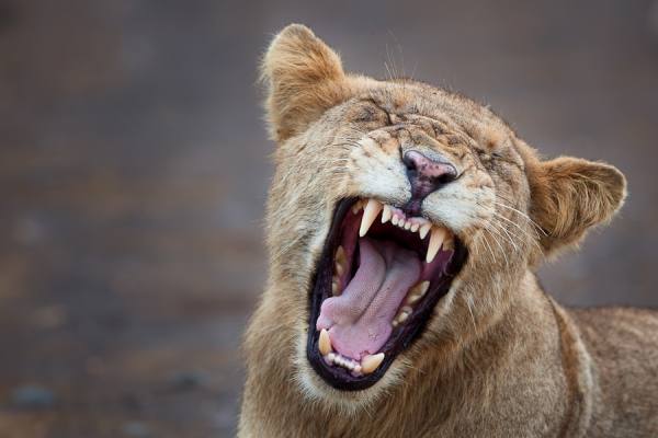 Photograph Mario Moreno Fierce Yawn on One Eyeland