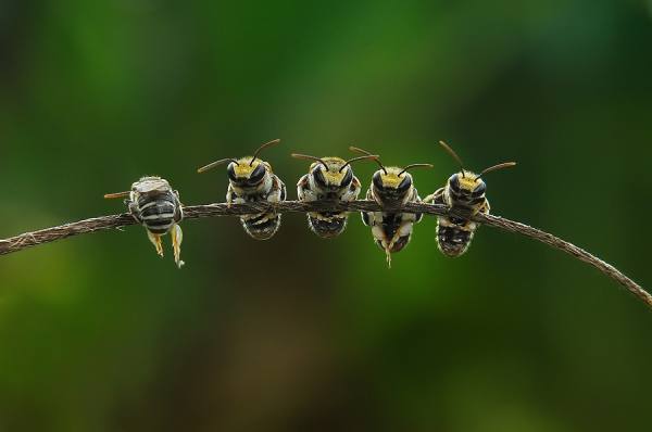 Photograph Wahyu Budiyono Five on One Eyeland