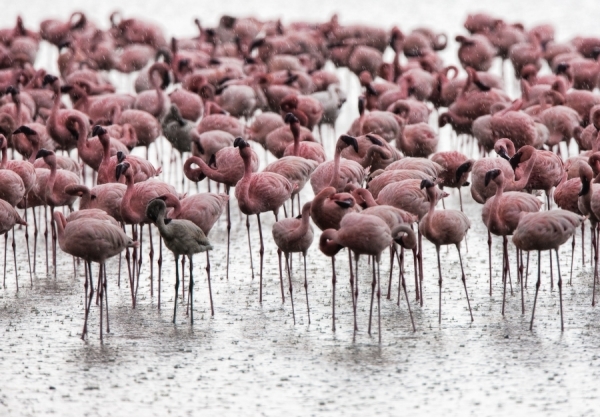 Photograph Michael Poliza Flamingos on One Eyeland