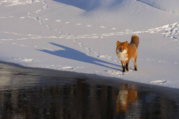 Photograph Denis Budkov Fox on One Eyeland