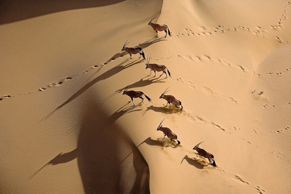 Photograph Michael Poliza Gemsbok Herd on One Eyeland