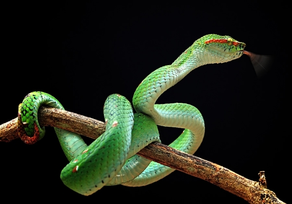Photograph Shikhei Goh Green Snake on One Eyeland