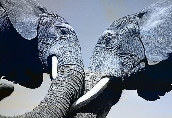 Photograph Mitchell Funk Head To Head  Elephants on One Eyeland