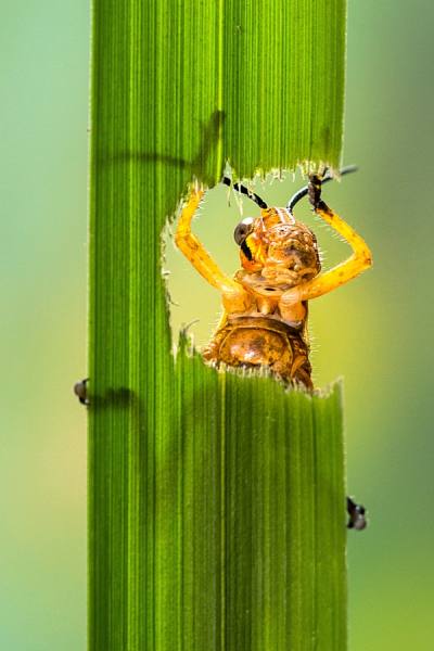 Photograph Lessy Sebastian Hello Friends on One Eyeland