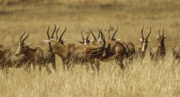 Photograph Jackson Carvalho Horns on One Eyeland