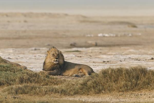 Photograph Anette Mossbacher Lazy Lion on One Eyeland