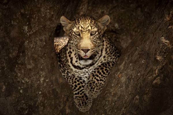Photograph Ozkan Ozmen Leopard Close Up Resting On A Tree on One Eyeland