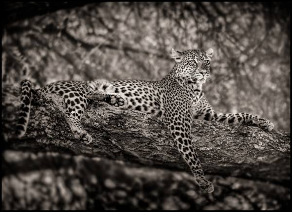 Photograph Bev Pettit Leopard Resting In Tree In Africa on One Eyeland