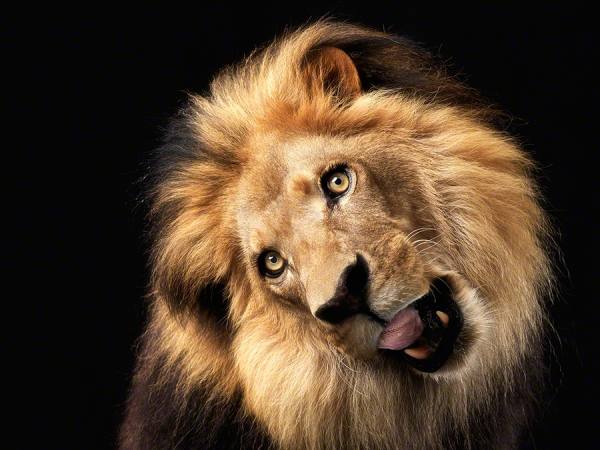 Photograph Lennette Newell Lion on One Eyeland