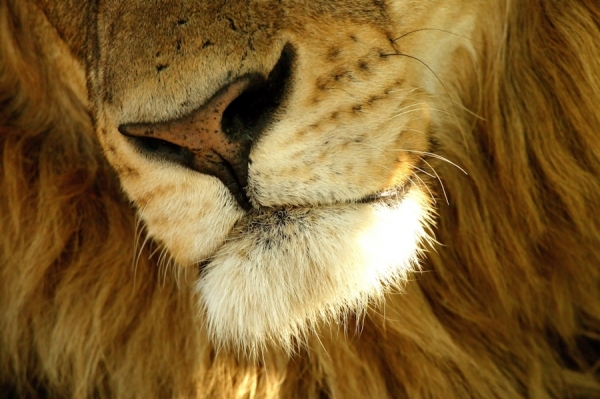 Photograph Michael Poliza Lion King on One Eyeland