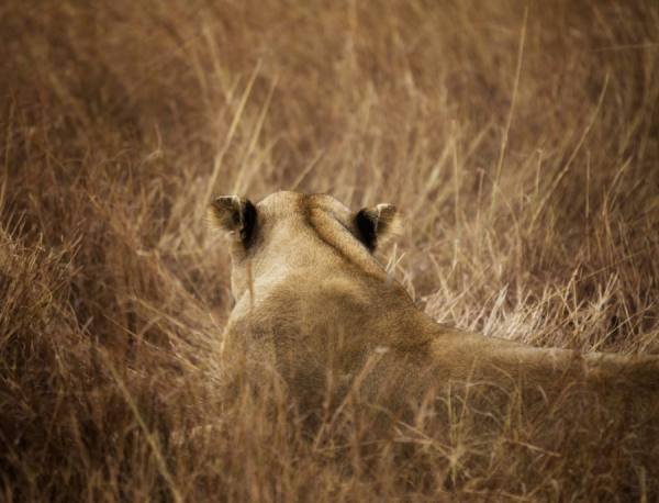 Photograph Bev Pettit Lion Resting In Grass on One Eyeland