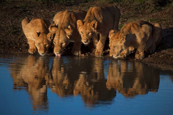 Photograph Mario Moreno Lions Of Mara Reflected on One Eyeland