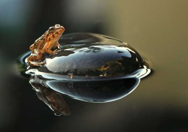 Photograph Shikhei Goh Lonely Frog on One Eyeland