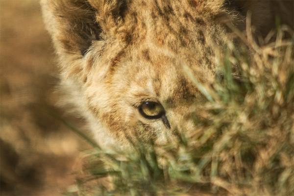 Photograph Jackson Carvalho Looking on One Eyeland