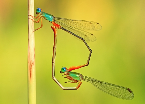 Photograph Shikhei Goh Love on One Eyeland