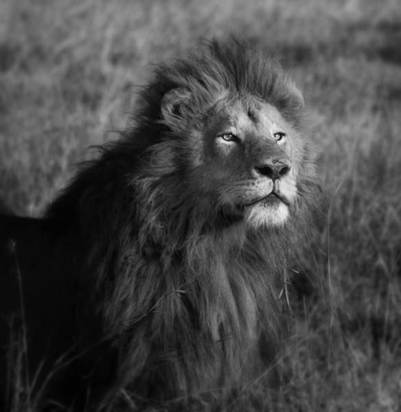 Photograph Bev Pettit Male Lion on One Eyeland