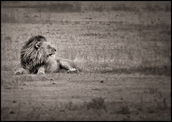 Photograph Bev Pettit Male Lion Resting on One Eyeland