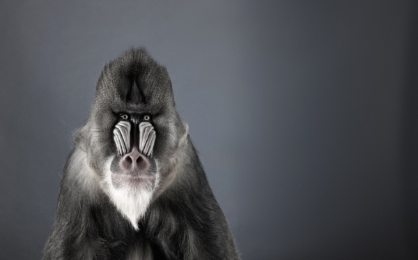Photograph Lennette Newell Mandrill on One Eyeland