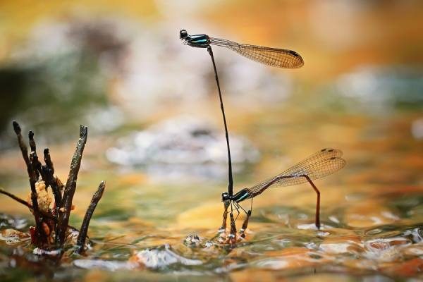 Photograph Shikhei Goh Mating on One Eyeland