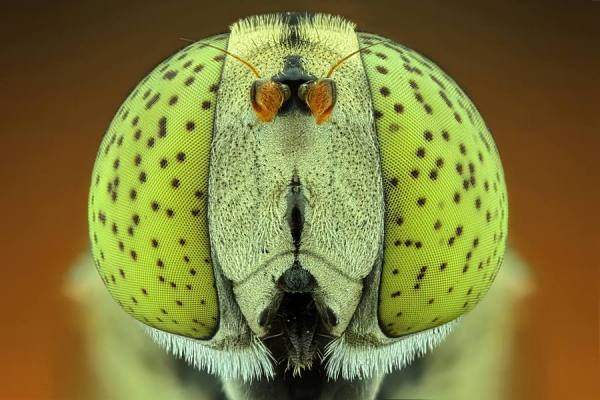 Photograph Shikhei Goh Melon on One Eyeland