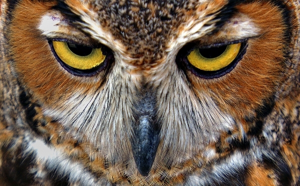 Photograph Red Morgan Owl on One Eyeland