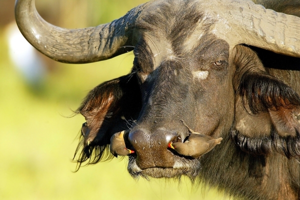 Photograph Michael Poliza Oxpecker Cleaning Buffalos Nose on One Eyeland