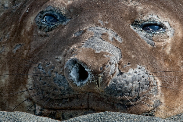 Photograph Michael Poliza Peeling Nose on One Eyeland