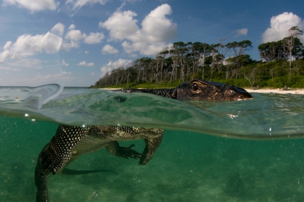 Photograph Umeed Mistry Portrait Of A Monitor Lizard on One Eyeland