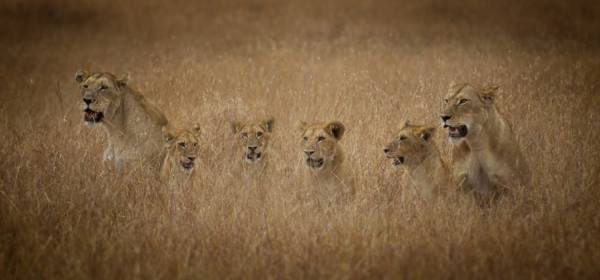Photograph Bev Pettit Pride Of Six Lions on One Eyeland