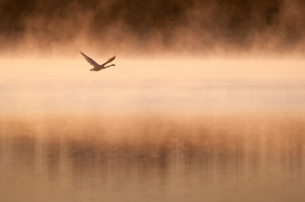 Photograph Mikko Lagerstedt Quiet Morning on One Eyeland